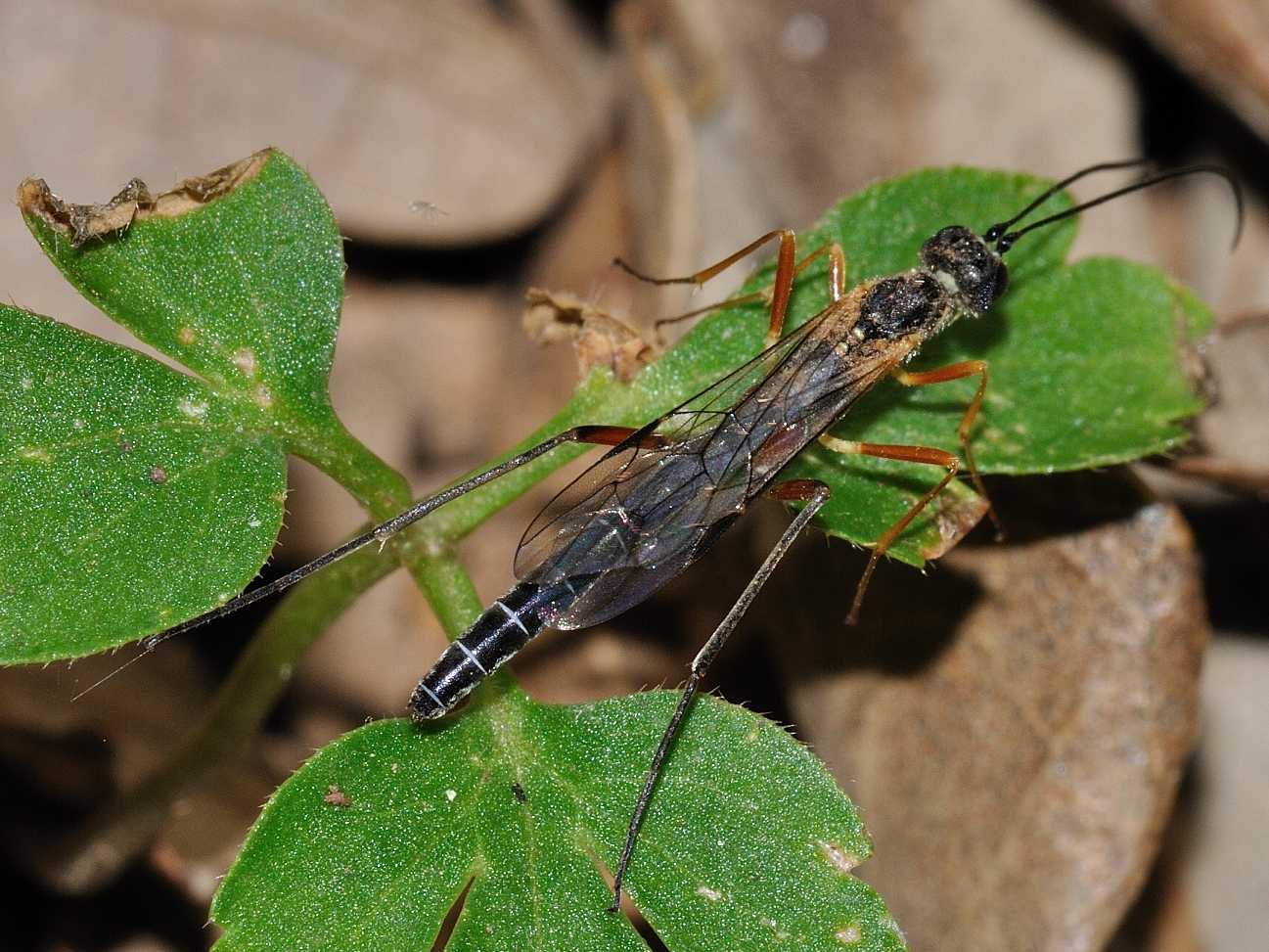 Ichneumonidae ?